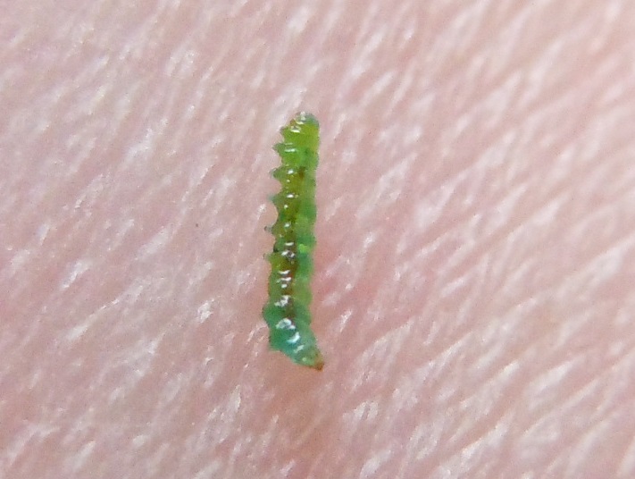 Larva di imenottero?